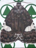 Nachtfalter III
