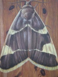 Nachtfalter I (Heuzünsler)