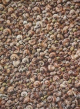 verlassene Wohnungen - Schnecken